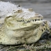 crocodile_american_tar_h_0039_cos0318.jpg